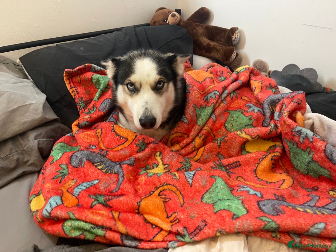 Siberian Husky dogs for sale: 4 year old Siberian  husky  - Advert 15