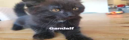 Mixed Breed cats for sale: 4 mixed breed main coon/ bengal boys - Advert 7