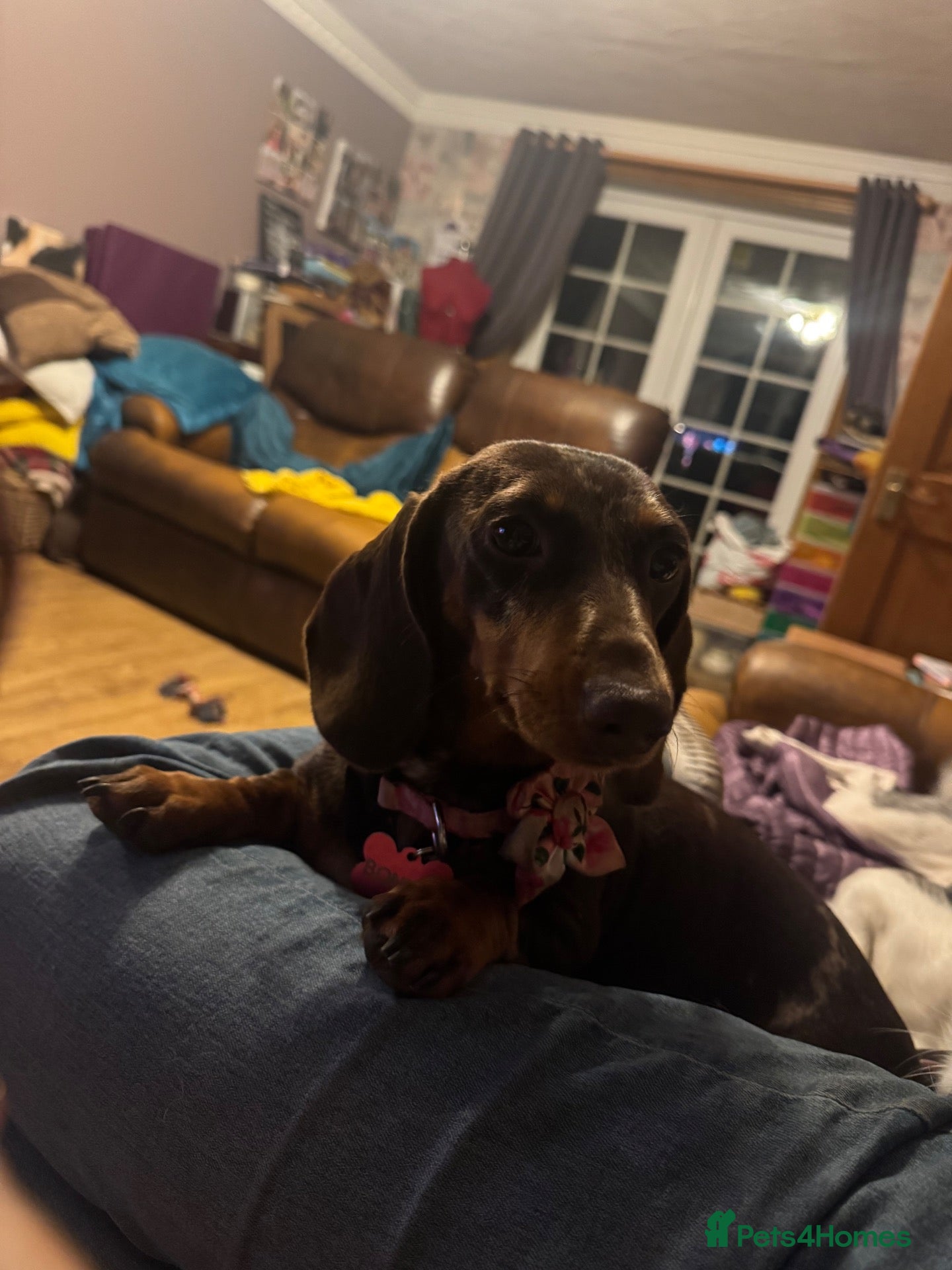 Miniature Dachshund dogs for sale: 1 year old Mini daschund - Bonnie  - Advert 21