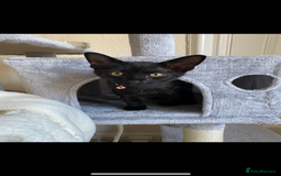 Siamese cats for sale: Gorgeous kitten boy with all accessories  - Image 4