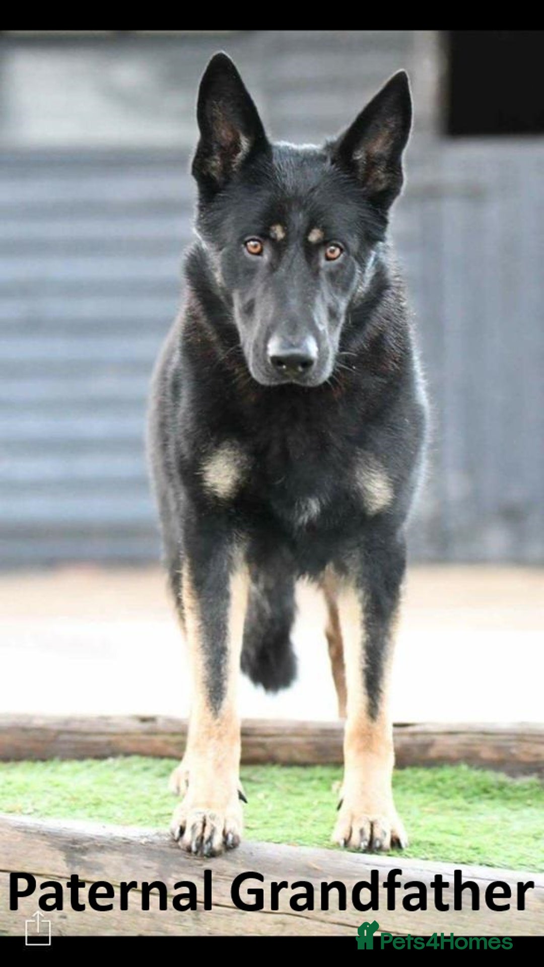 German Shepherd dogs for sale: Rare All-Black GSD Girls - Parents Owned & Present - Advert 4