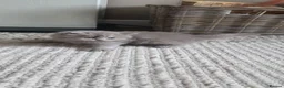 British Shorthair cats for sale: Exceptional British Shorthair kittens  - Advert 9