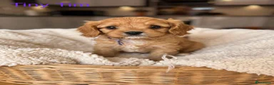 Cavapoo Puppy 3