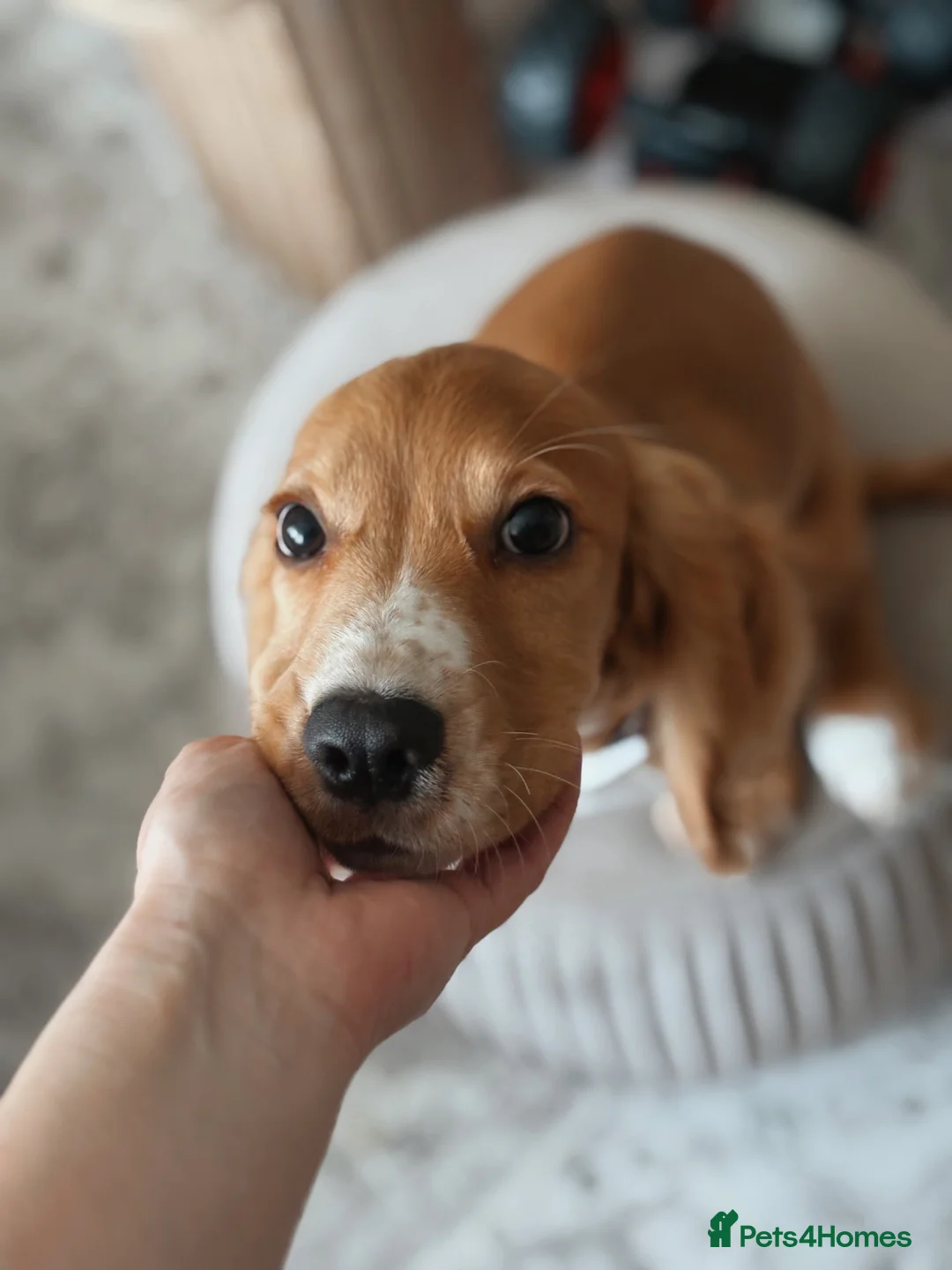 Cocker Spaniel dogs for sale: Gorgeous working cocker spaniel puppy - Advert 2