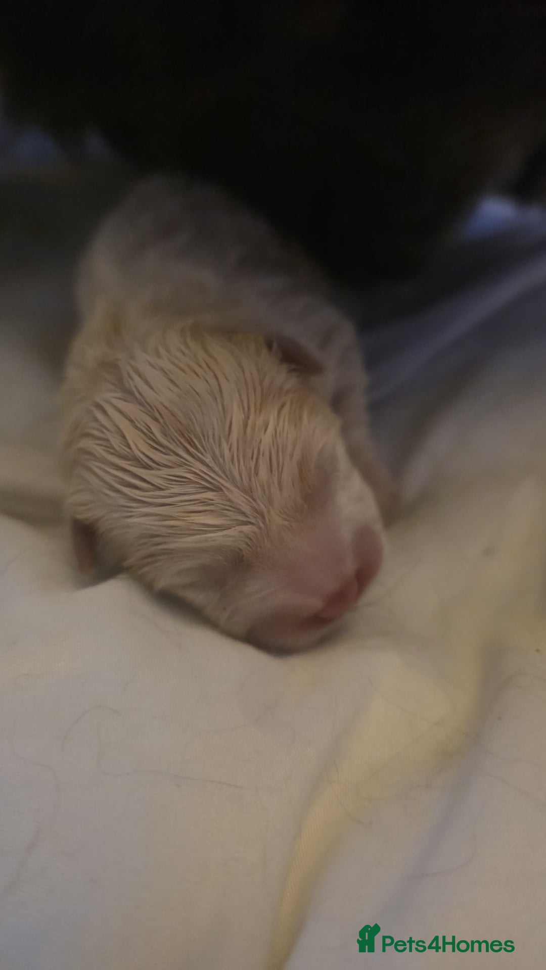 Chow Chow dogs for sale: 7 beautiful chow chow for sales - Advert 8