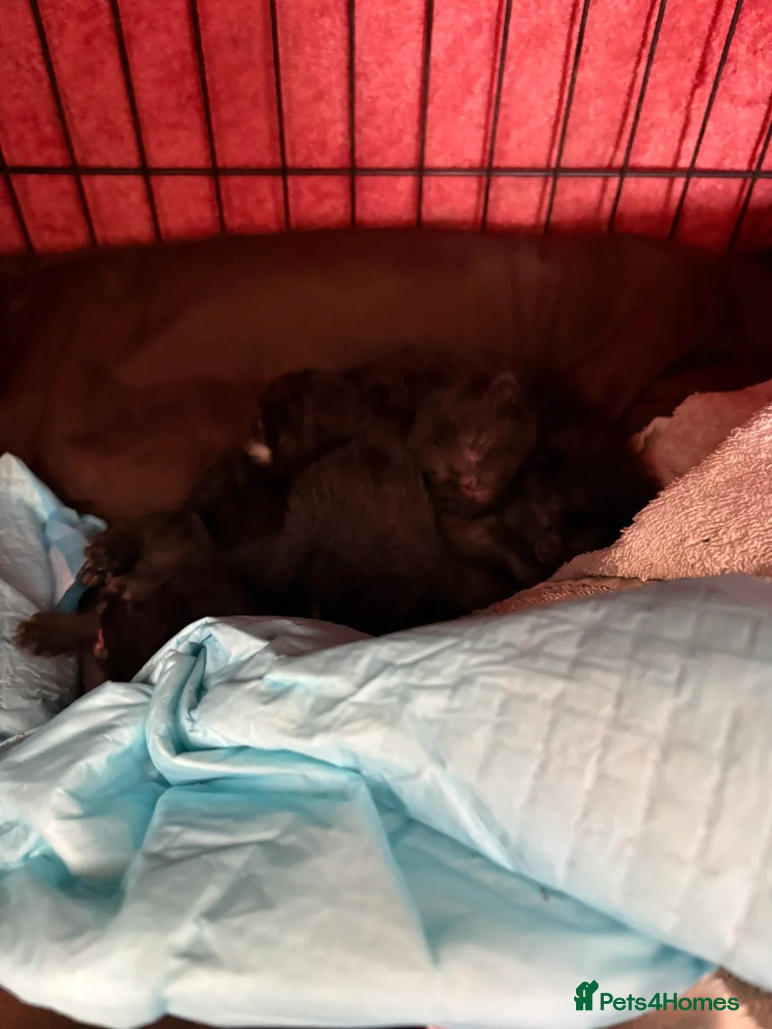 Mixed Breed cats for sale: Female Tux x Siberian Kitten for sale in Bruton - Advert 2