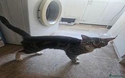 American Shorthair cats for sale: 1 Yrs old American Shorthair Male Cat Home Wanted  - Image 3