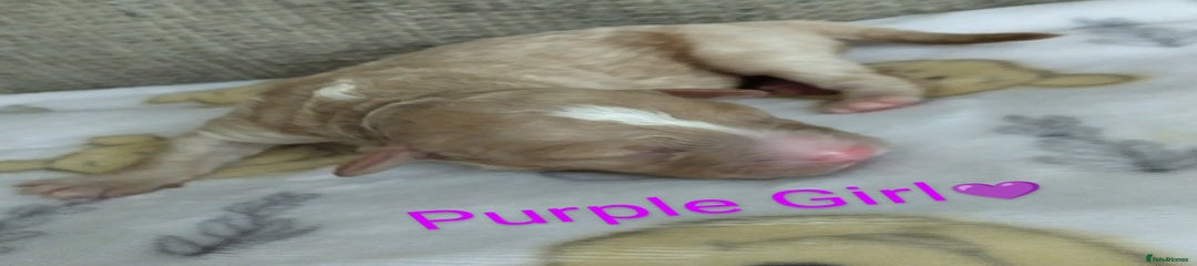 Purple Girl