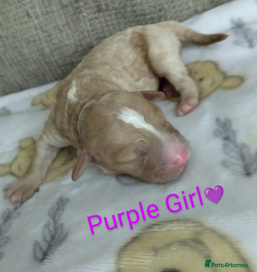 Cockapoo dogs for sale: Stunning Unique Cockapoo Puppies - Image 14