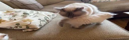 Ragdoll cats for sale: Beautiful Pure Ragdoll kittens - Advert 17