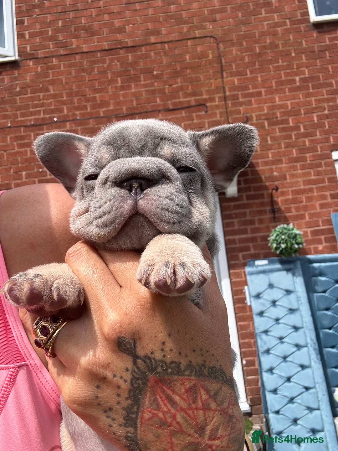 French Bulldog dogs for sale: French bulldog babies  - Image 34