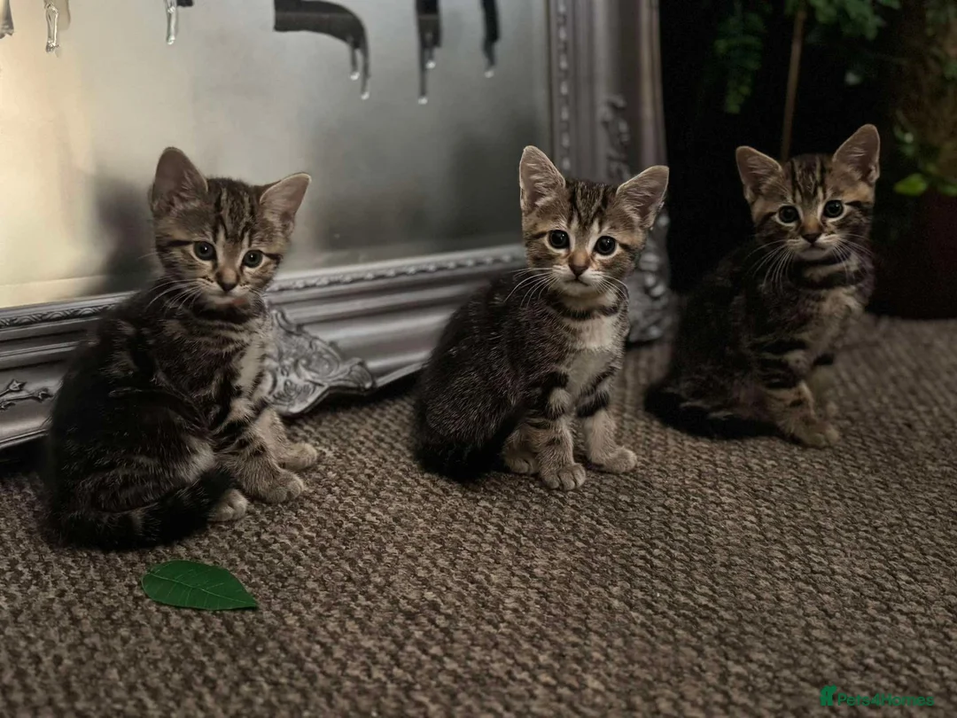 Mixed Breed cats for sale: Mixed Breed Tabby Kittens in Askam-in-Furness - Advert 15