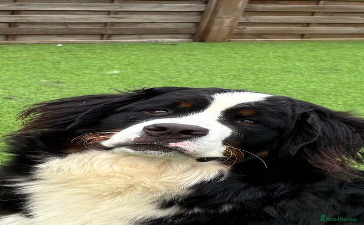 Bernese Mountain Dog dogs - Advert 4