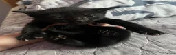 Mixed Breed cats for sale: Adorable Male Kittens for Sale - Black - Advert 6