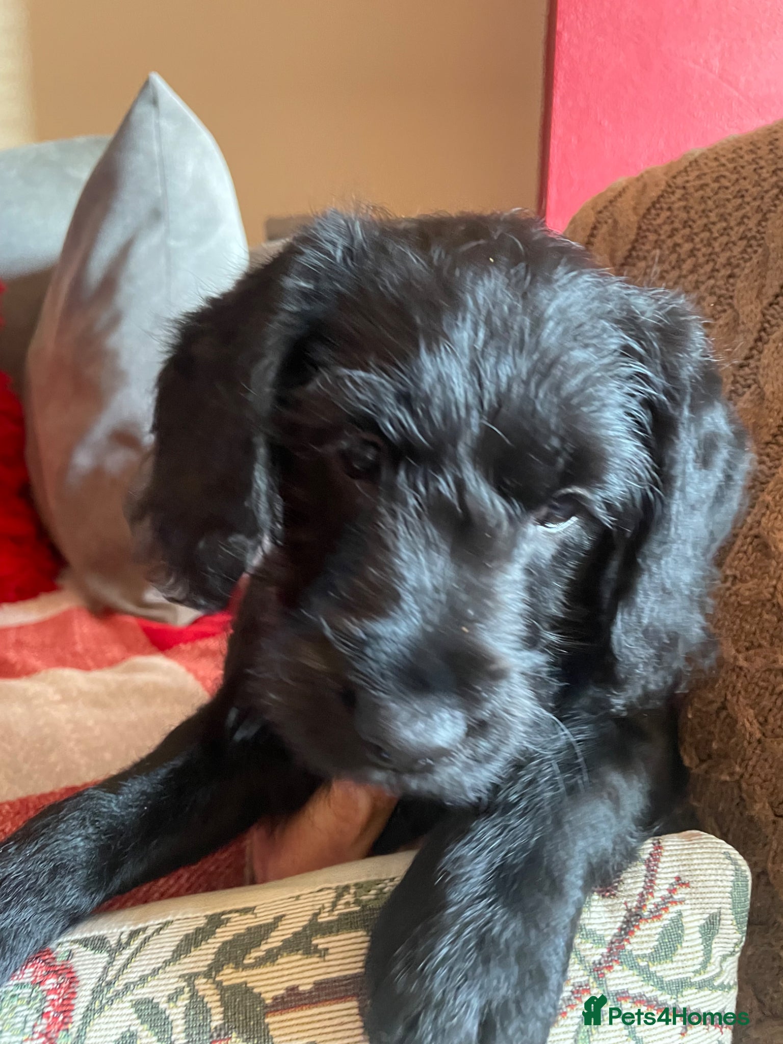 Labradoodle dogs F1 Miniature Labradoodle puppies - Advert 2