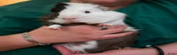 Guinea Pig rodents for sale: Trio of male Guinea Pigs & full setup! in Cirencester - Advert 1