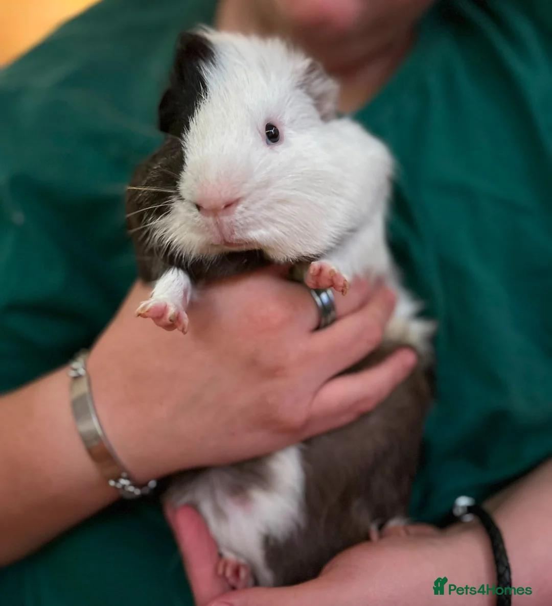 Guinea Pig rodents for sale: Trio of male Guinea Pigs & full setup! in Cirencester - Advert 1