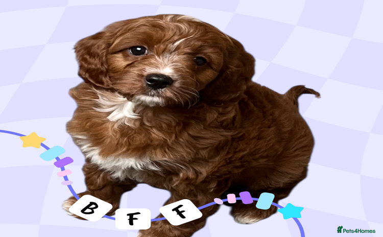 Cavapoo dogs - Advert 6