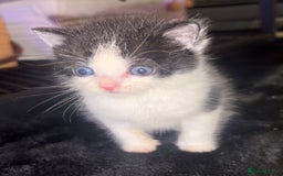 Turkish Van cats for sale: Turkish van kittens - Image 5