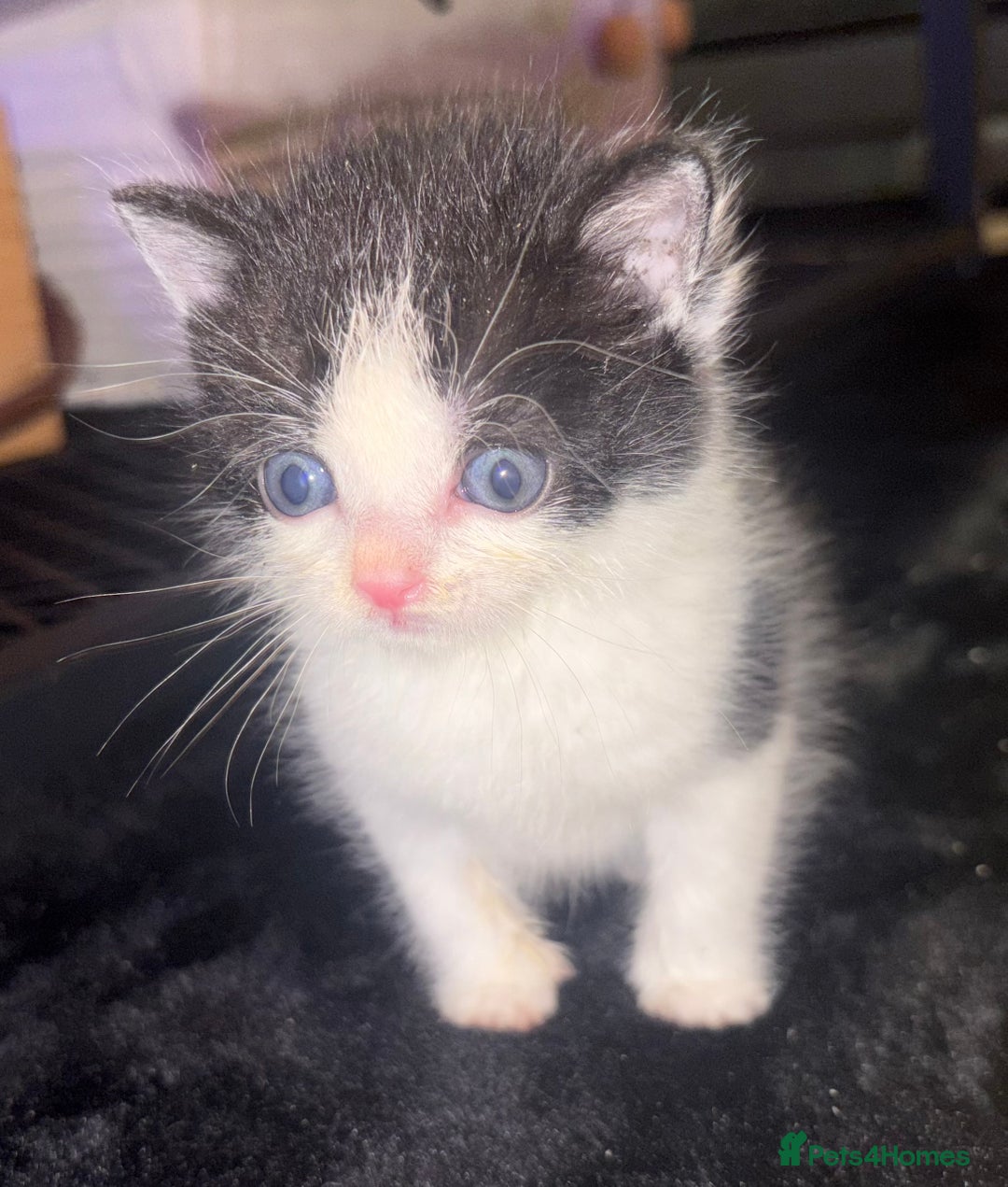 Turkish Van cats for sale: Turkish van kittens - Image 5