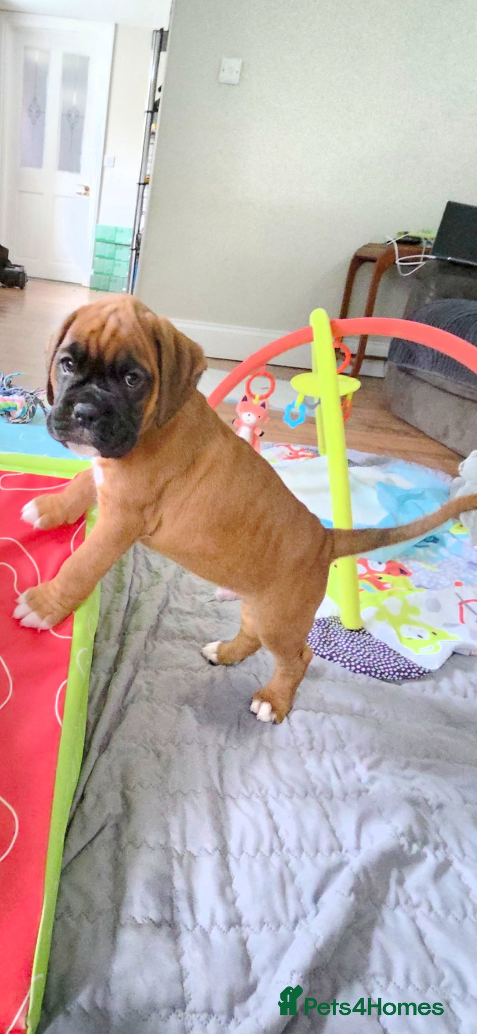 Boxer dogs Beautiful Boxer Pups - Advert 6