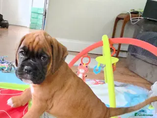 Boxer dogs Beautiful Boxer Pups - Advert 6