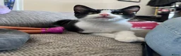 Domestic Shorthair cats for sale: Smartie black and white 15 week old male kitten  in Hitchin - Advert 3