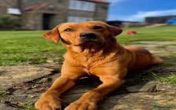 Labrador Retriever dogs for sale: Ready now!! Amazing red fox Labrador puppies  - Image 9
