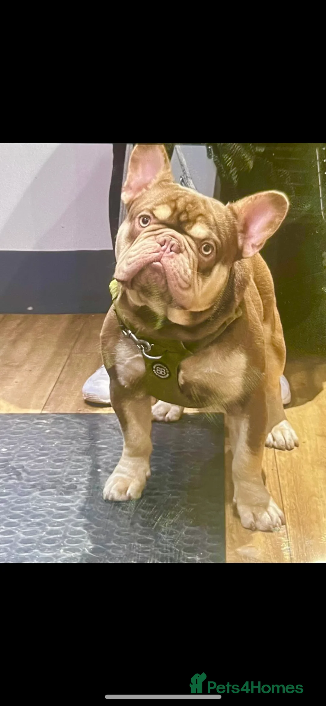 French Bulldog dogs for stud: new shade chocolate and tan carrying fluffy stud in Rochdale - Advert 11