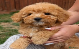 Labradoodle dogs for sale: READY NOW-HEALTH TESTED F1B Miniature Labradoodle - Image 15