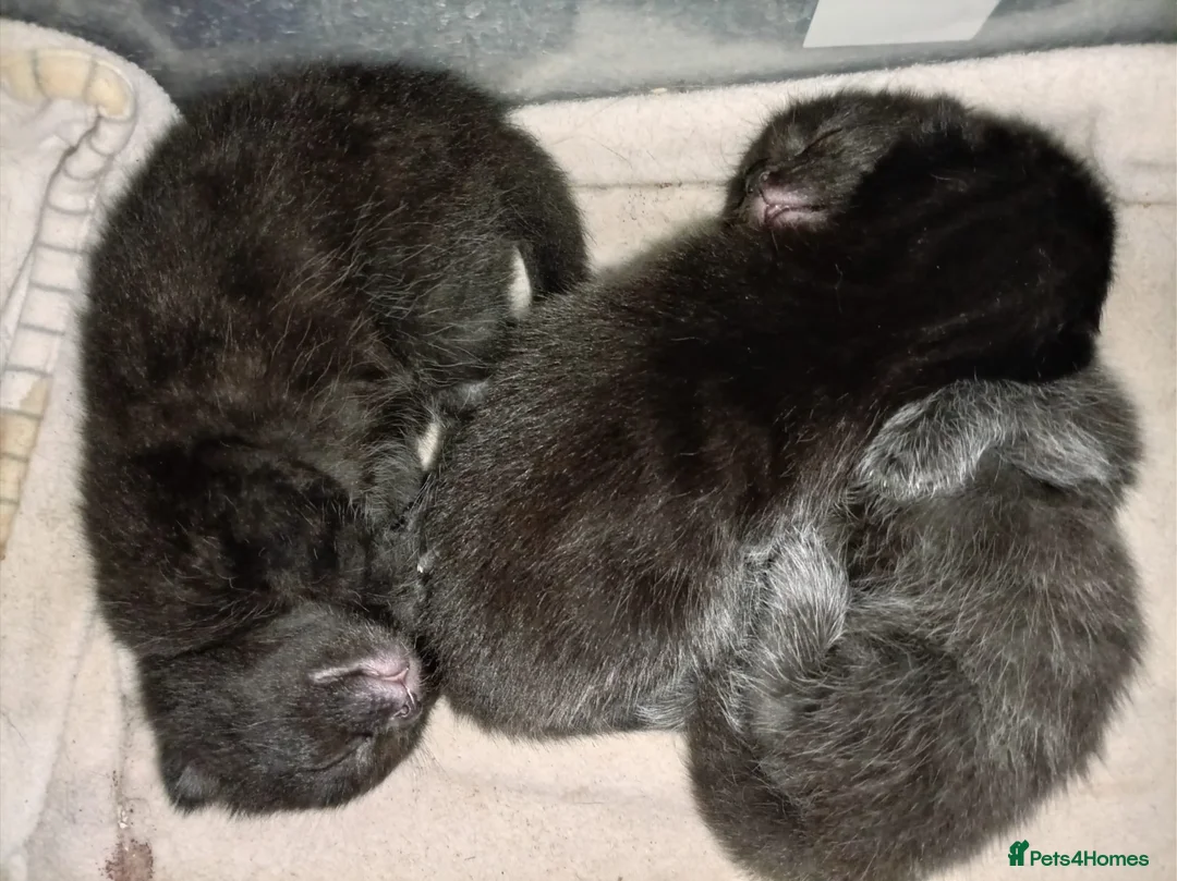 Mixed Breed cats for sale: 3 mixed breed kittens for sale - Advert 6