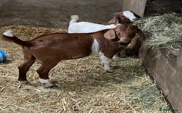 Goats livestock for sale: Boer Kids - This year   - Image 3