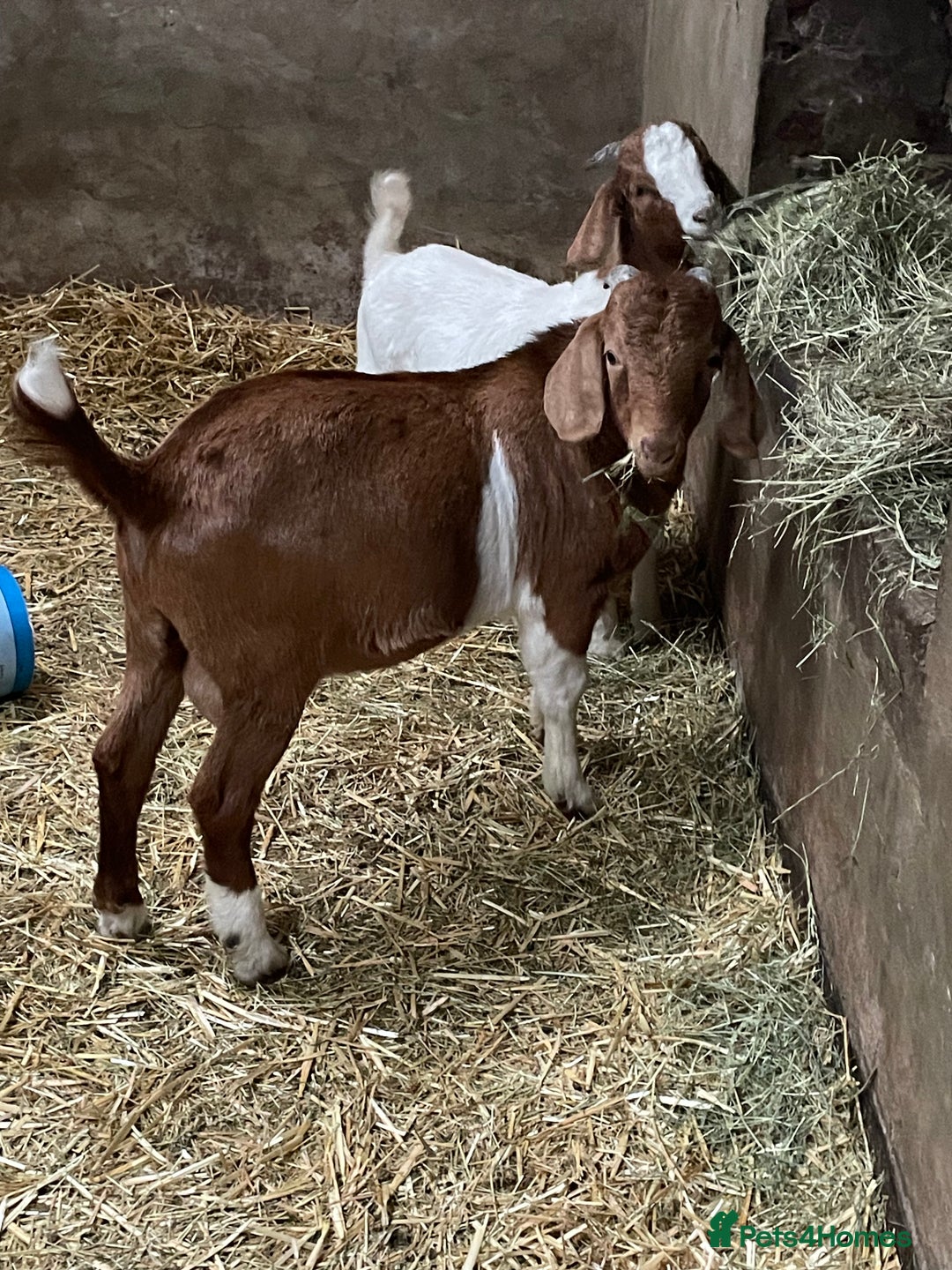 Goats livestock for sale: Boer Kids - This year   - Image 3