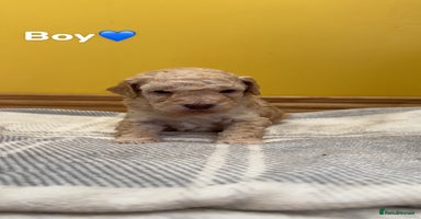 Cockapoo dogs - Advert 7