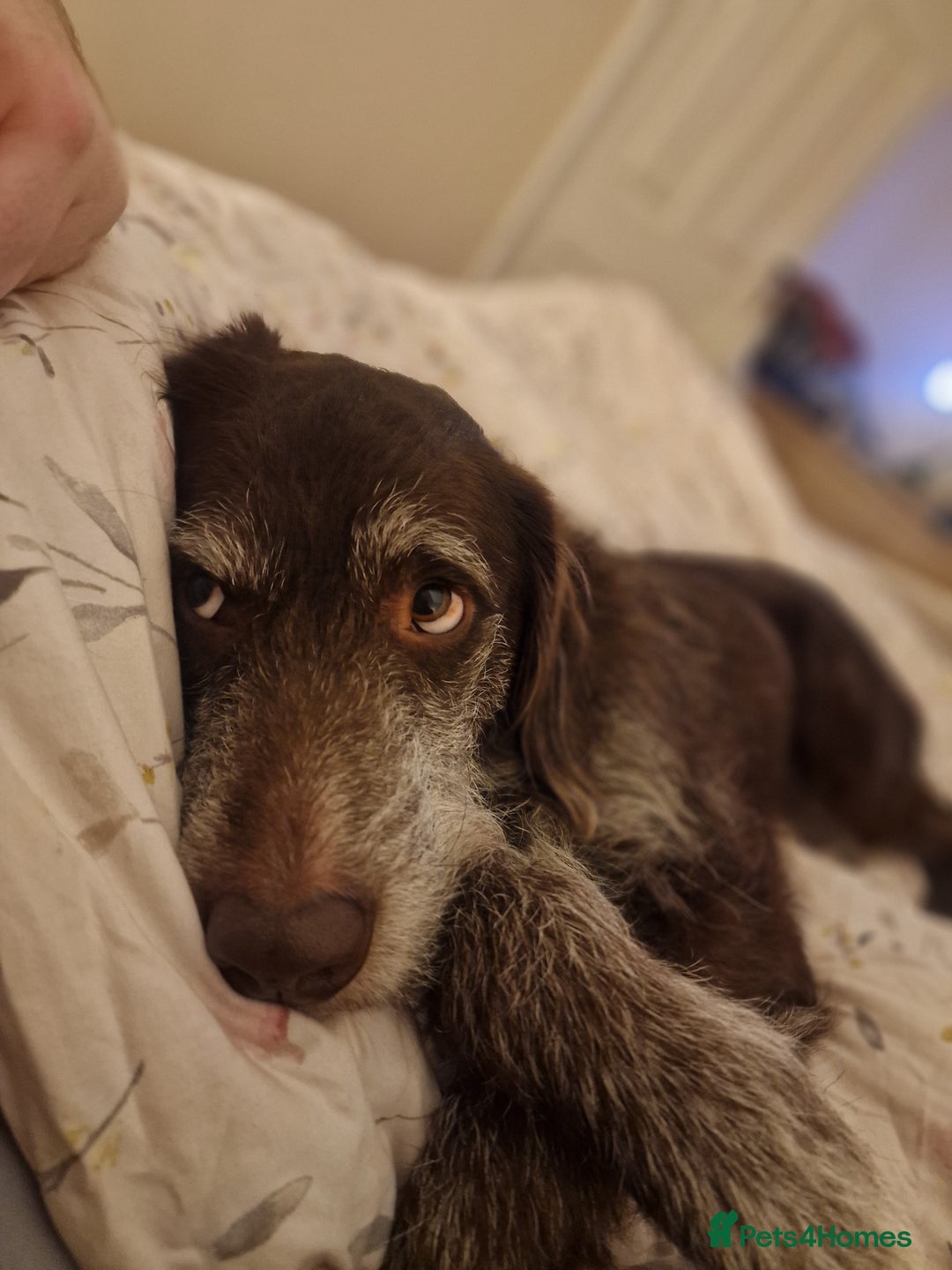 Mixed Breed dogs for sale: Dog for rehoming - Advert 3