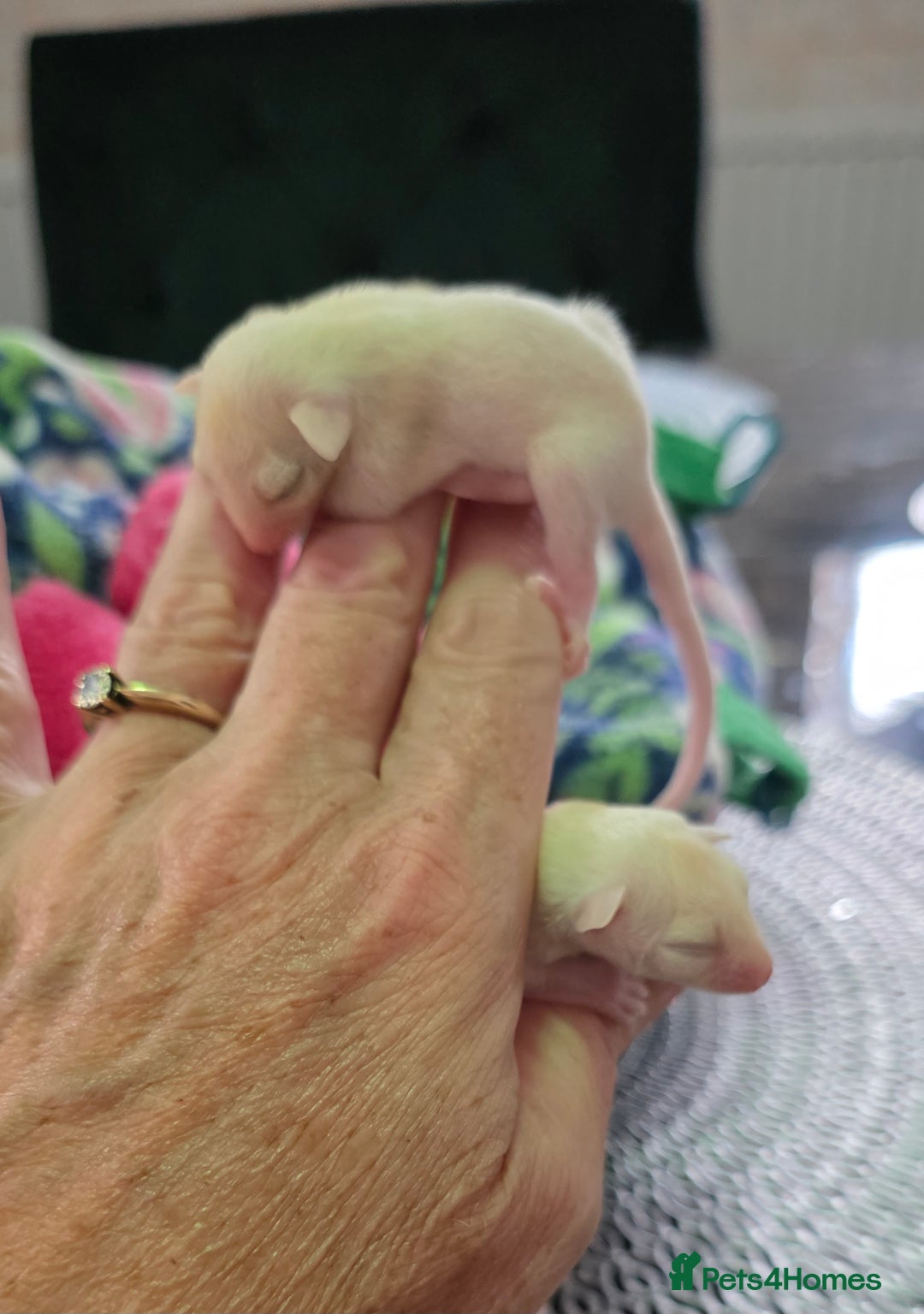 Sugar Glider rodents for sale: Beautiful twin Leucistic Sugar gliders - Image 3