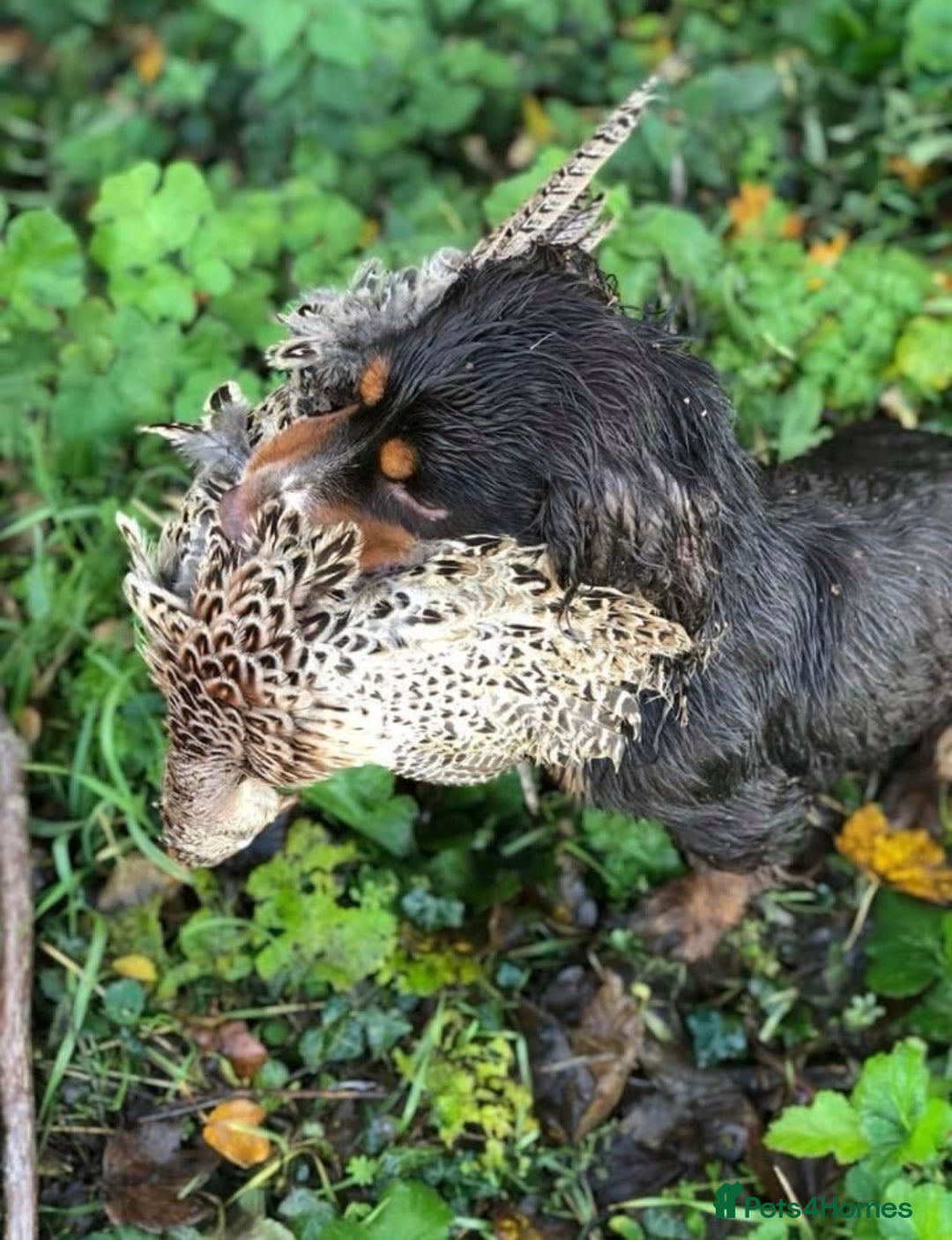 Cocker Spaniel dogs for sale: Last Working Cocker Girl - Fully Vaccinated  - Image 9