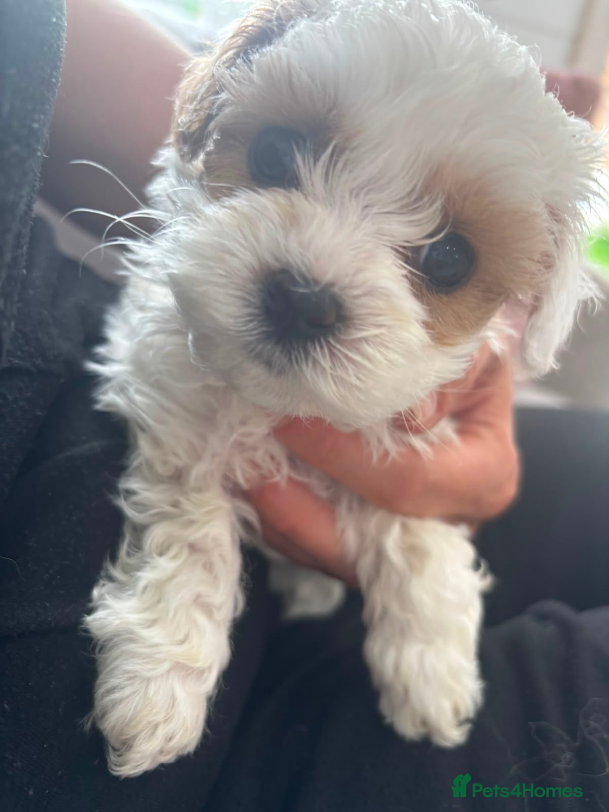 Maltipoo dogs Tiny F2 Maltipoo puppies  - Advert 10
