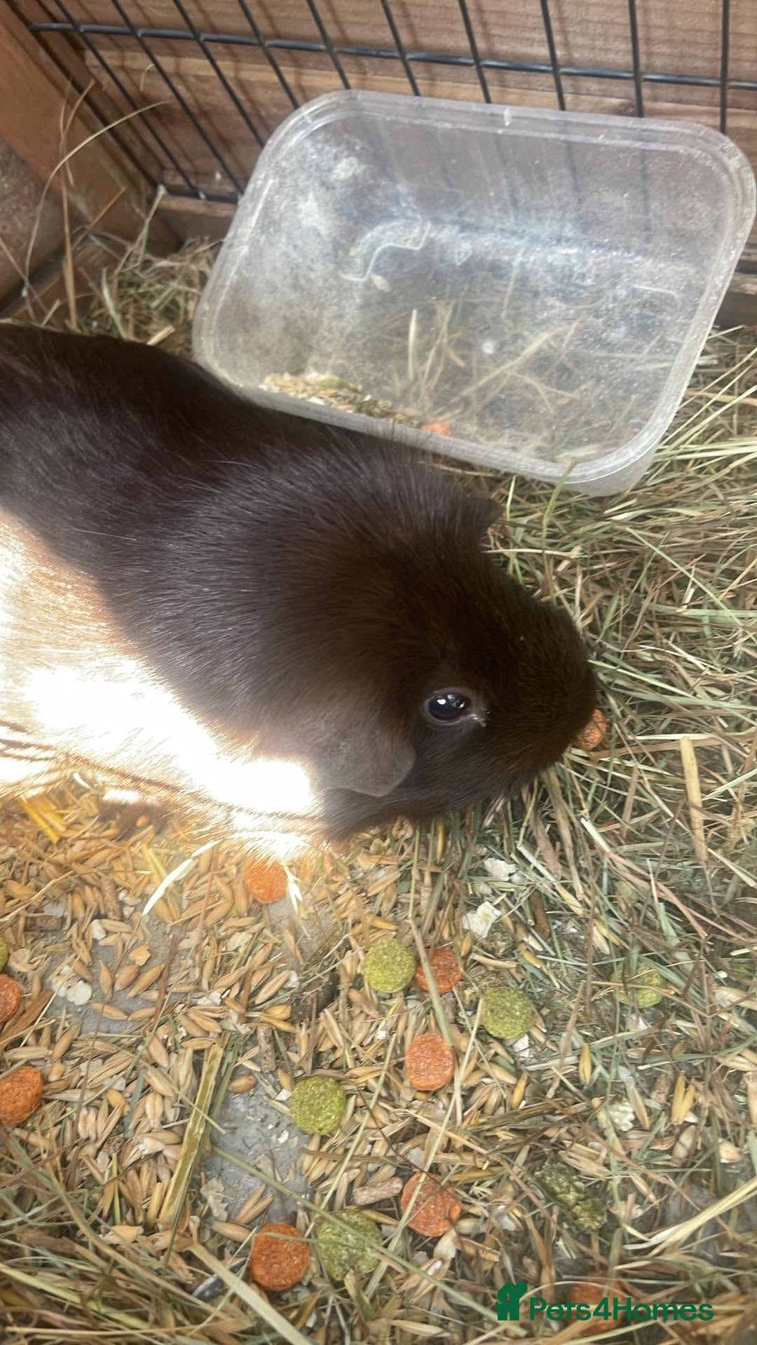 Guinea Pig rodents Guinea pigs for sale - Advert 1
