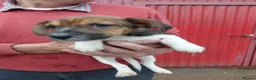 Jack Russell dogs for sale: Jackrussell  - Advert 6