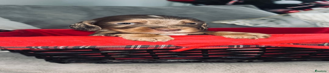 Cocker Spaniel Puppy 2