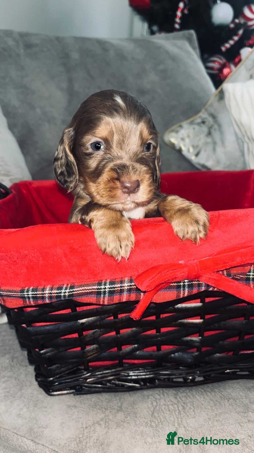 Cocker Spaniel dogs for sale: Gorgeous cocker spaniel puppies - Advert 8