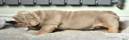 English Bulldog dogs for sale: Like Father Like Son 1 Male pup available in Burnley - Advert 12
