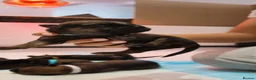 Mixed Breed dogs for sale: Malinois x Rottweiler Puppies in Southall - Advert 9