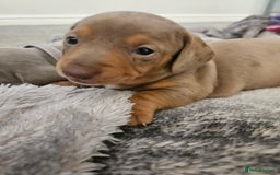 Miniature Dachshund dogs for sale: Miniature Dachshunds For Sale - Image 5