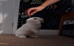 Mini Lop rabbits for sale: Male Mini Lop 6 months old - Advert 3