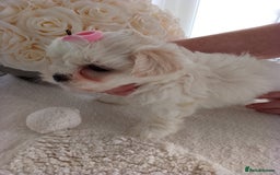 Mixed Breed dogs for sale: Maltese X Lhasa apso  - Image 9