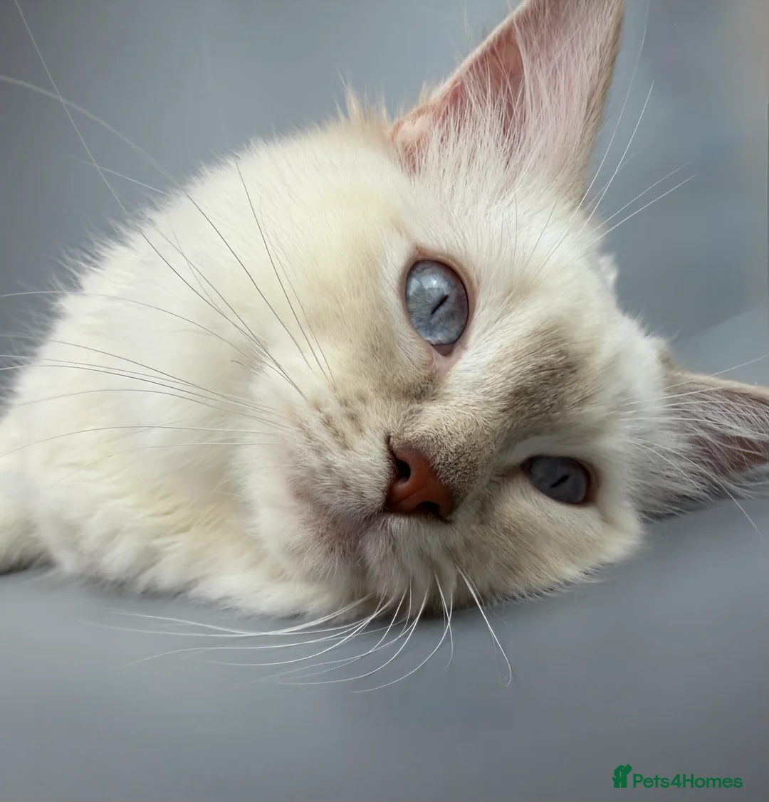 Ragdoll cats for sale: BONDED RAGDOLL BROTHERS - HEALTH TESTED PARENTS - Advert 8