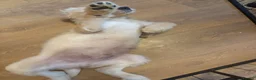 Labradoodle dogs for sale: Stunning Labradoodle puppies - Advert 13