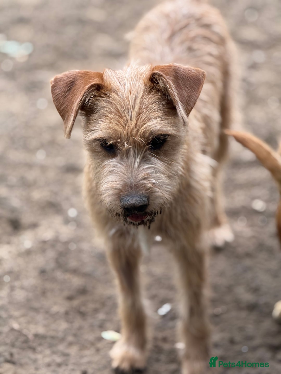 Mixed Breed dogs for adoption: Sweet Sunny Needs LOVE - Image 1